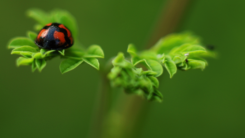 Trillo Explica: os principais ciclos biogeoquímicos para mandar bem na prova de biologia